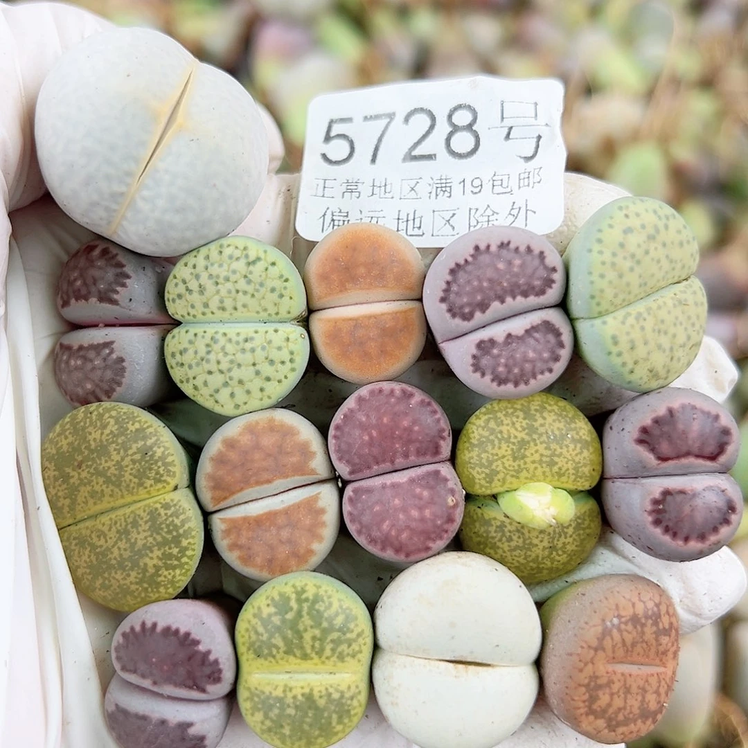 5728 好养易活生石花大母本15个有颗高尔夫