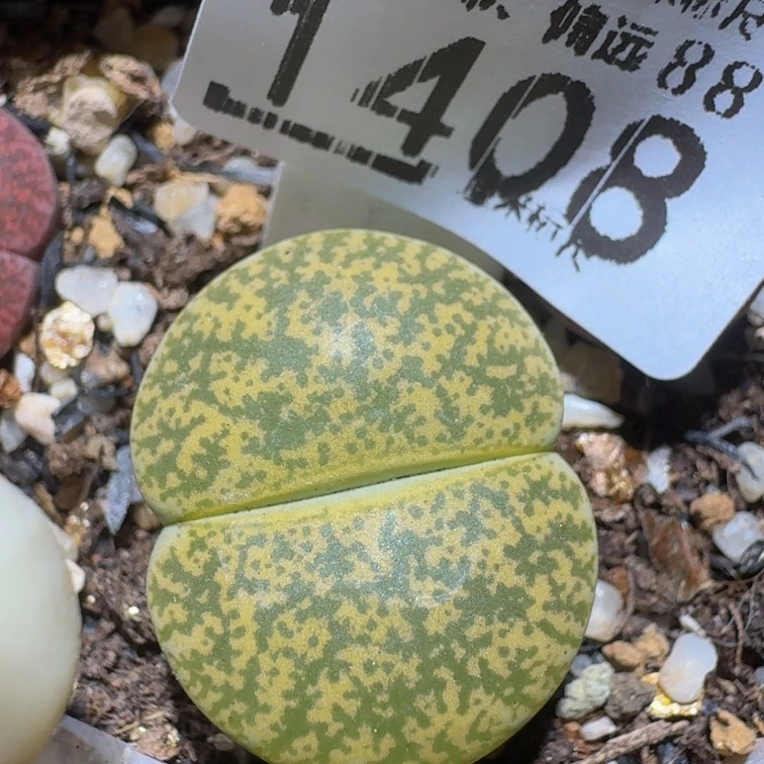 zzzz精品生石花1408