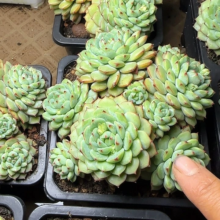 熊猫脸多肉植物9.9