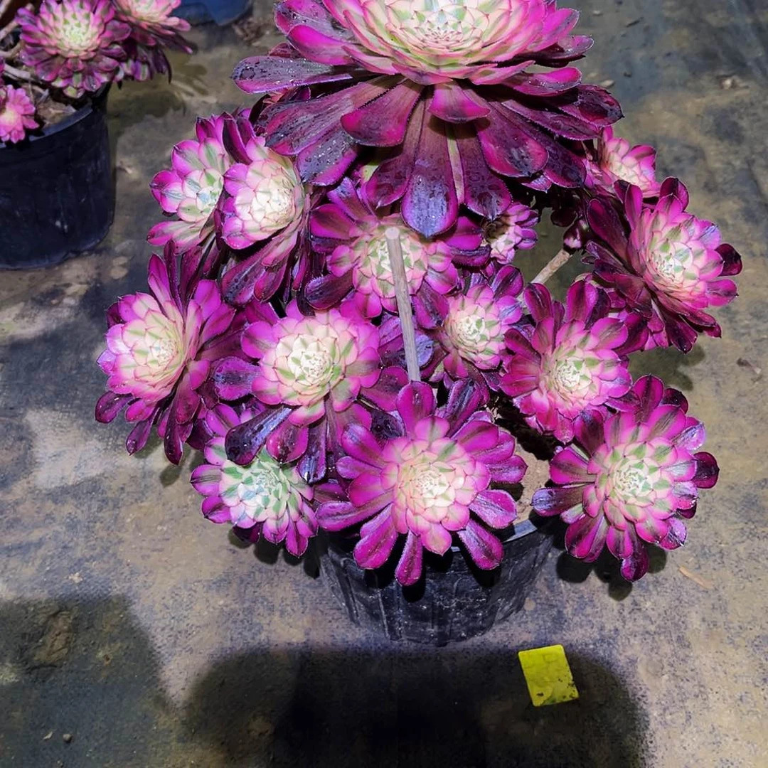 我***呀多肉661红铜超白锦