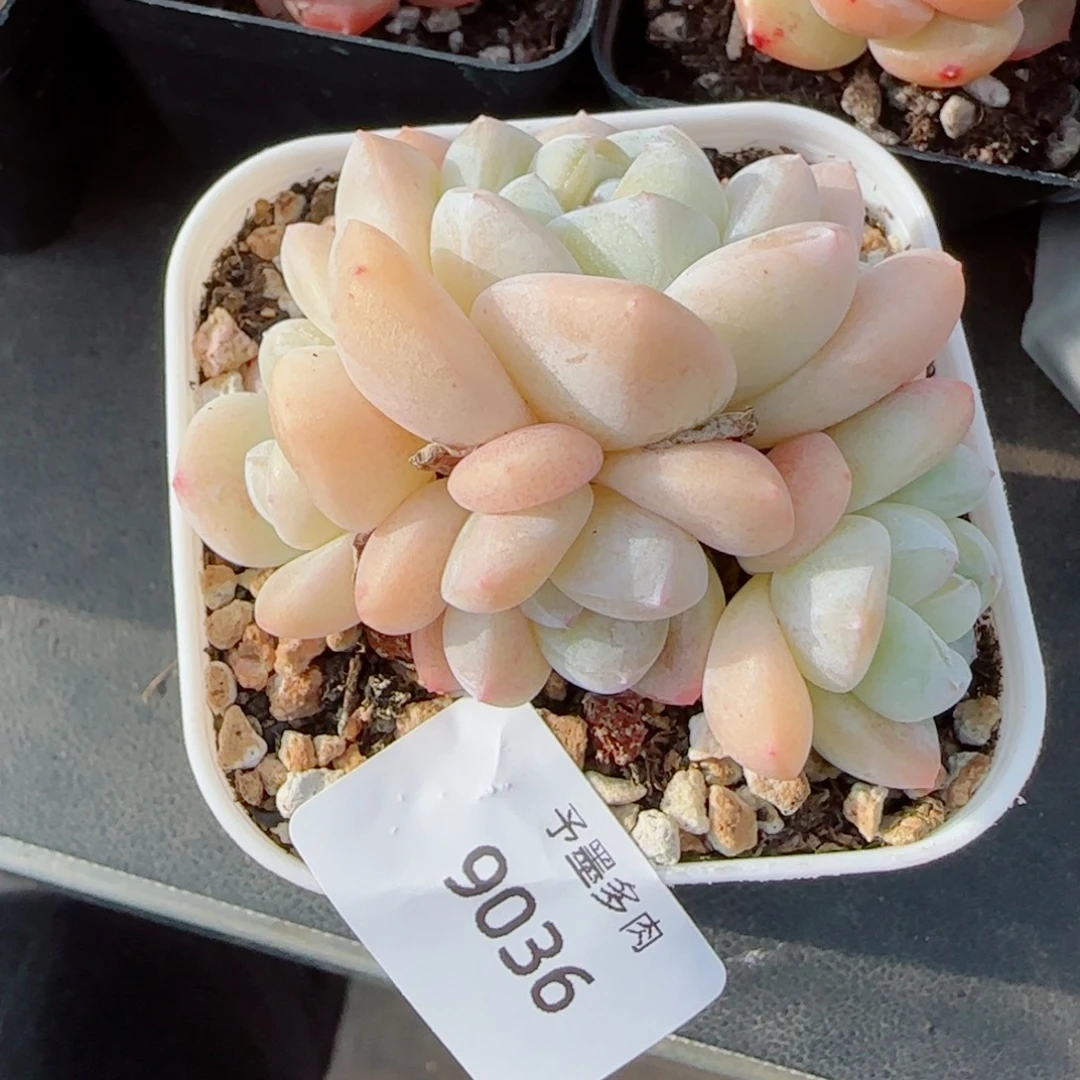 白底冰玉无砍，9036多肉植物