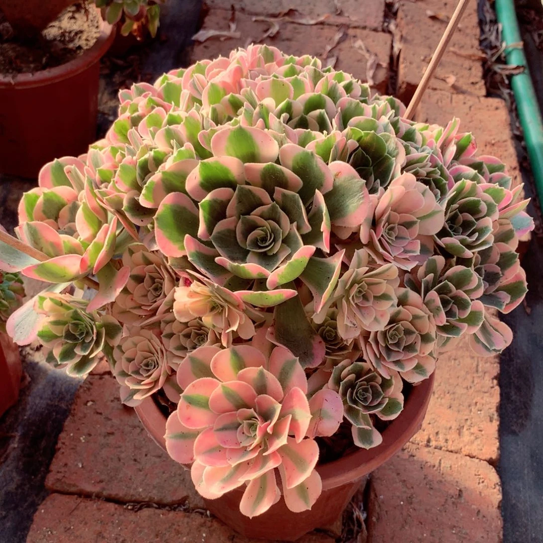 粉女郎，多肉植物的
