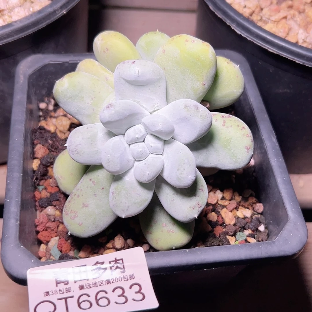 小鹿多肉福利多多6633