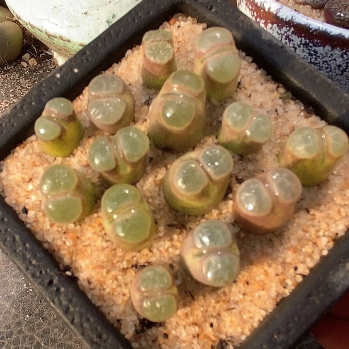 班克雪花磁铁一颗  买2送1