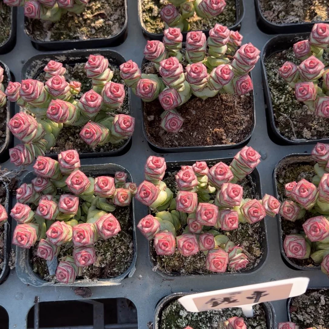 钱串一颗量拍多肉满20包邮