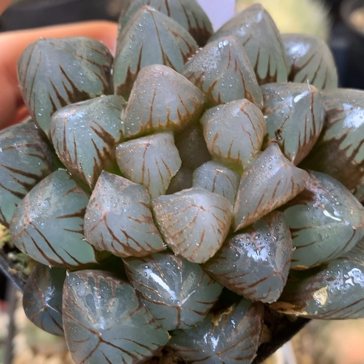 龙爪玉露daiernvtu