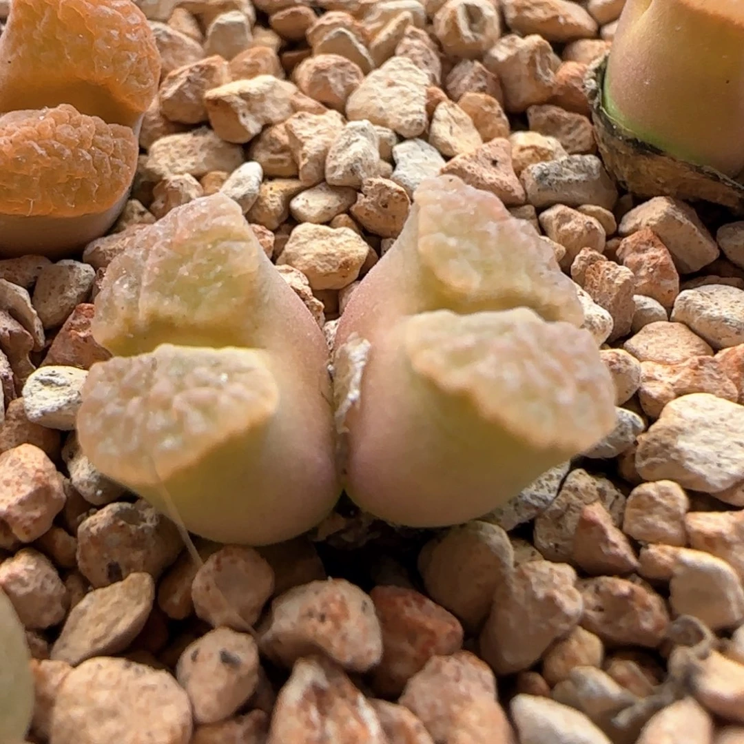 5609 大白多肉植物园