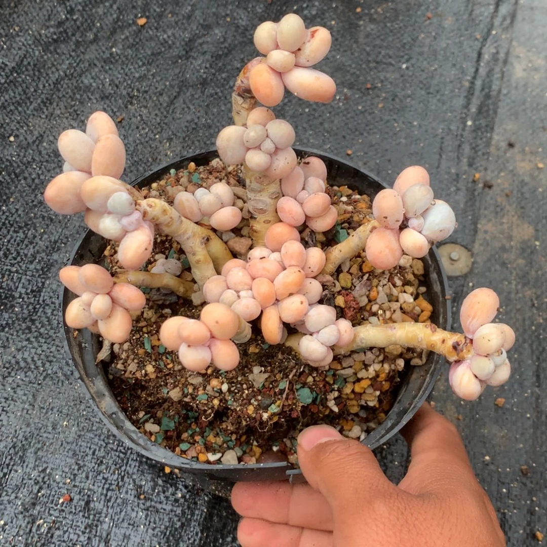 我也没想要的太简单吧