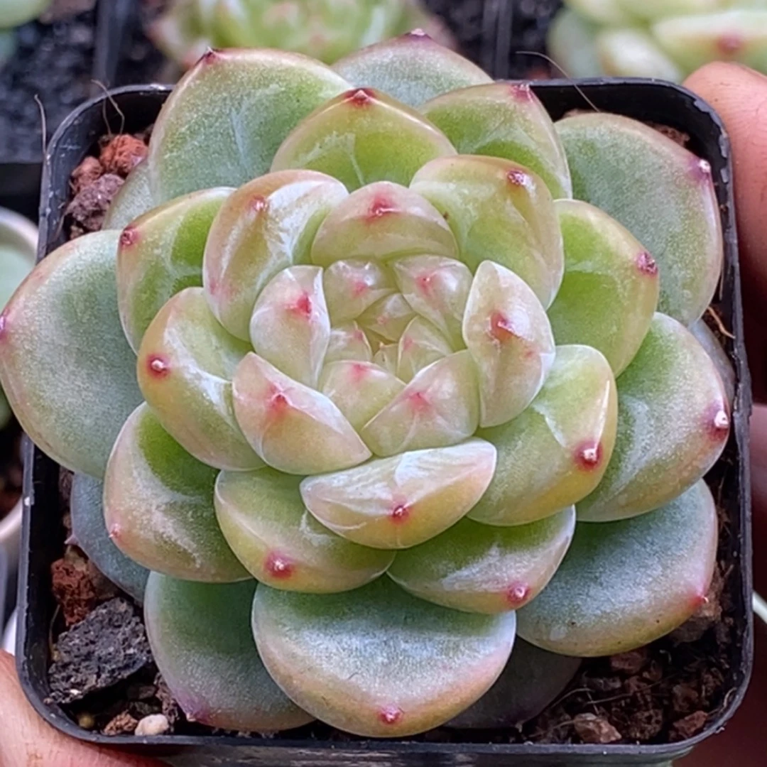 天官赐福百无禁忌