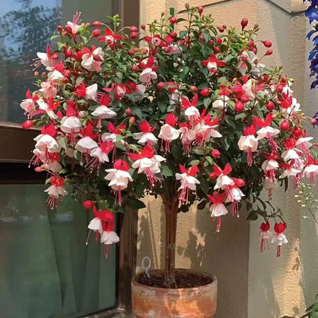 灯笼花棒棒糖1加仑带花带花苞多季节开花室内室外地栽盆栽阳台庭