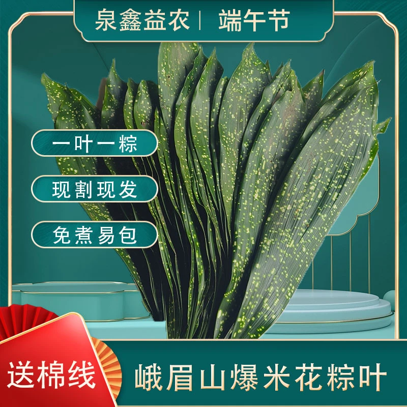 【爆米花】新鲜天然花粽叶四川峨眉山粽子叶端午节包粽子50-100张