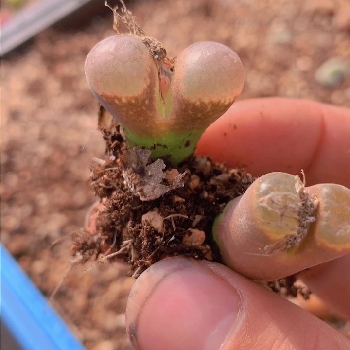 1456586986865555669865666