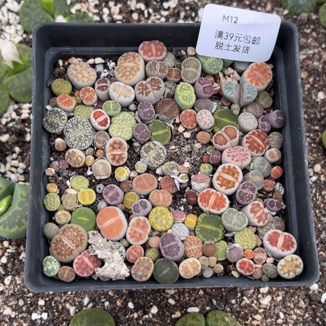 12多肉哈哈哈哈哈哈哈