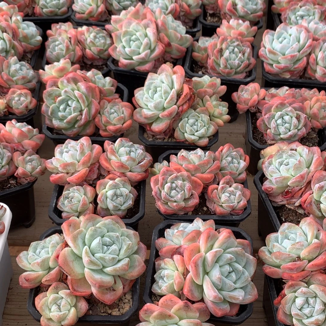 九十两颗可挑可选