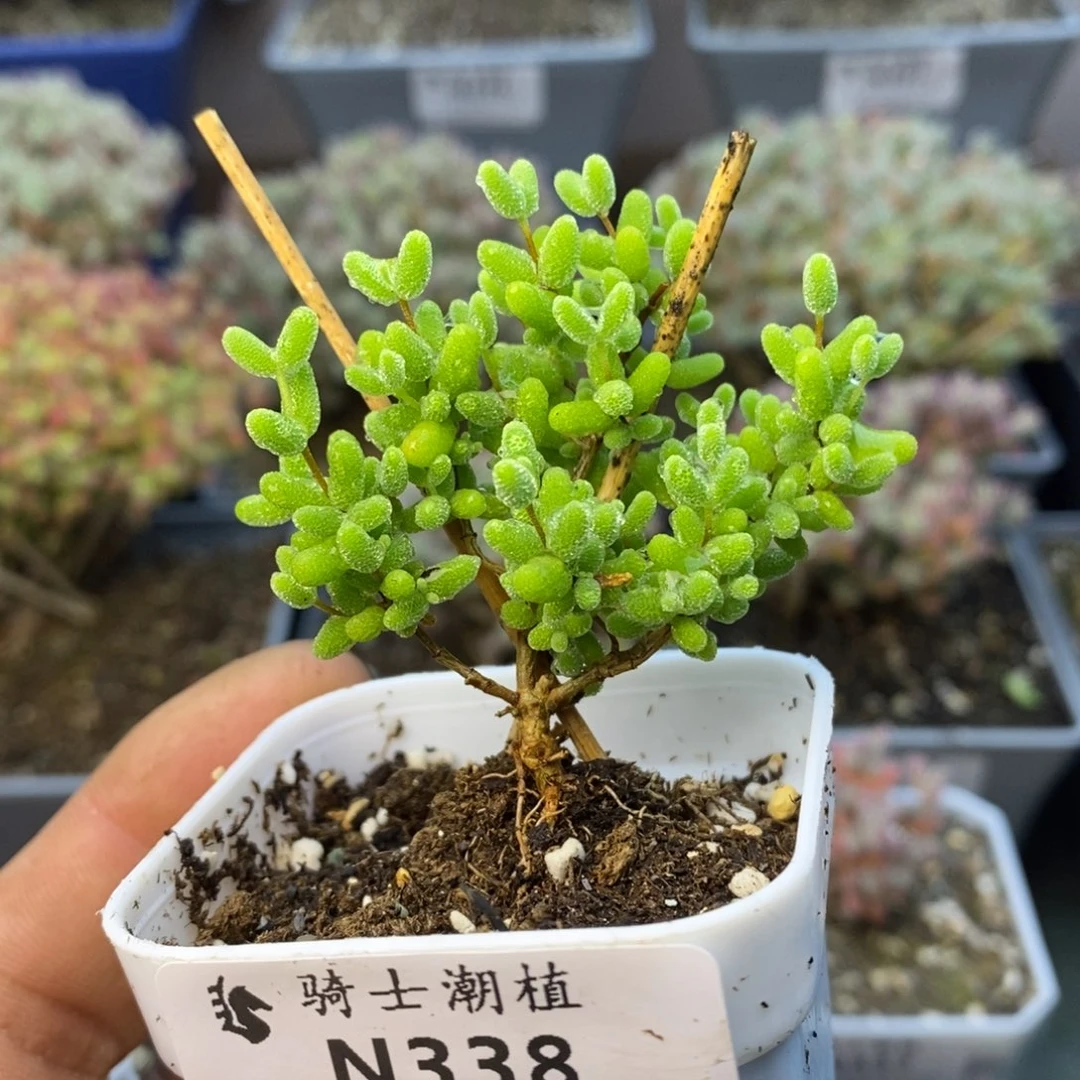 338蜜橘糖球枝干