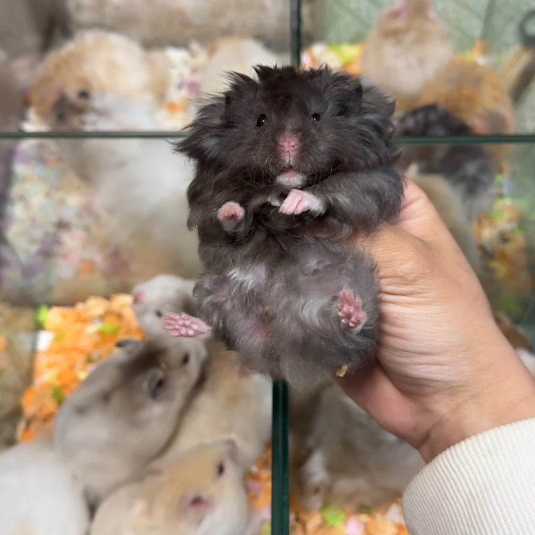 卷毛黑熊弟弟（11.9）