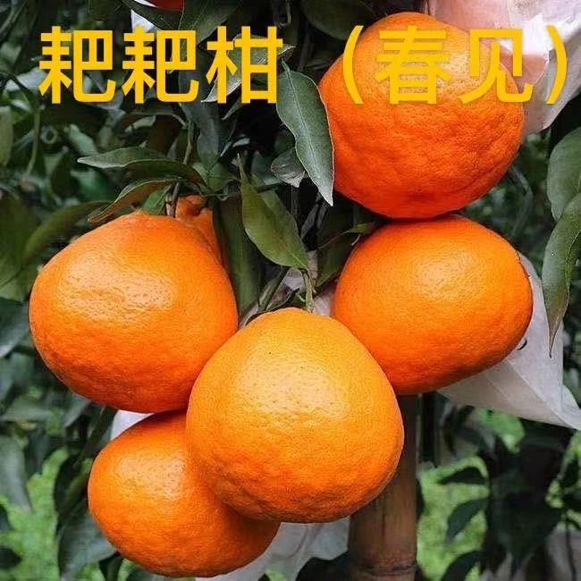 花园庭院早熟耙耙柑苗地栽盆栽柑橘