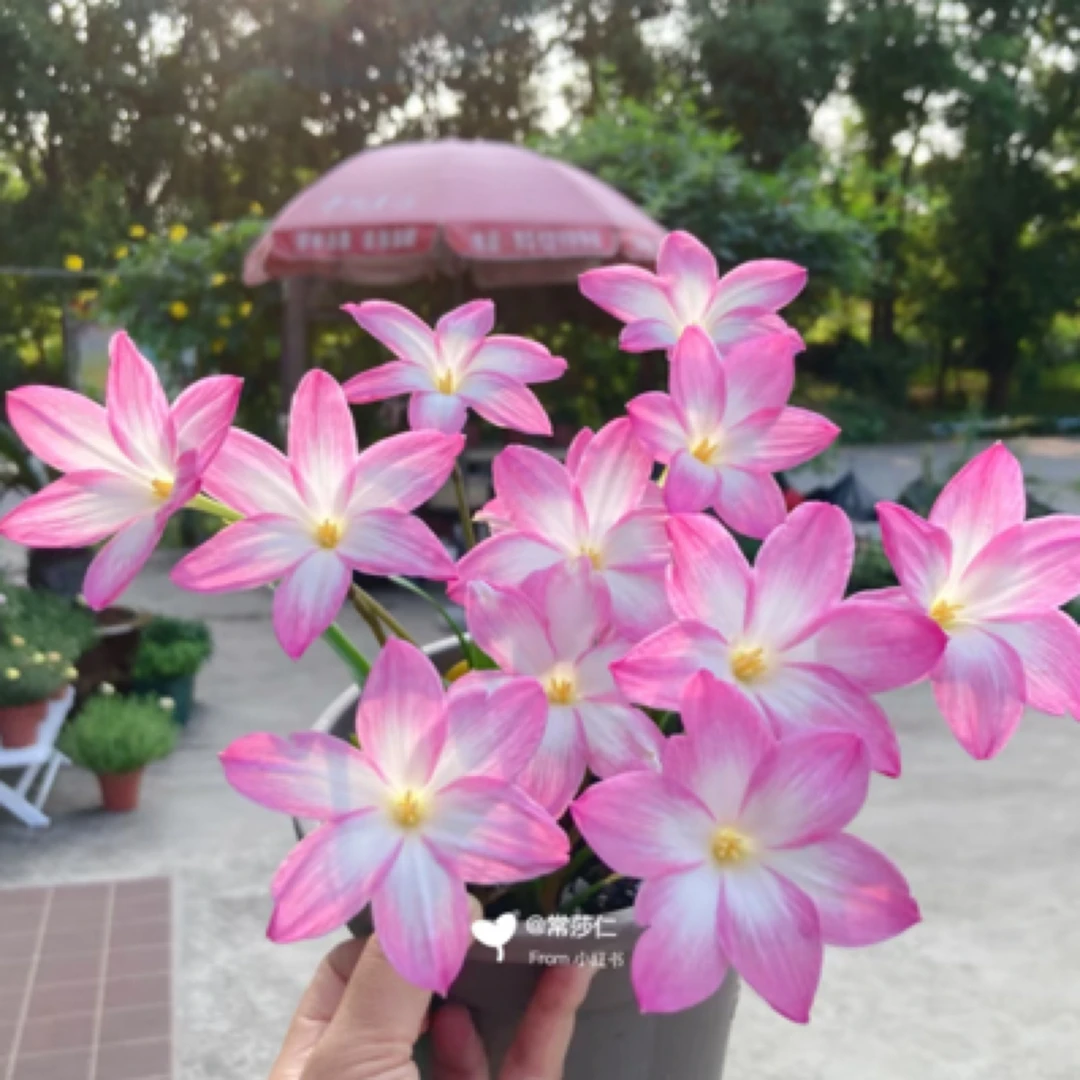 【夏天】风雨兰 5颗装爆花机器越热越开