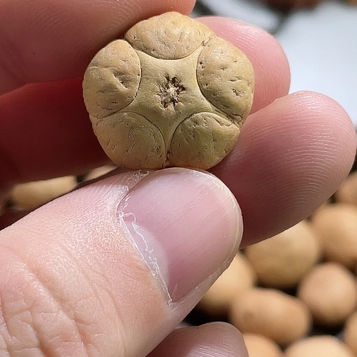 ****马吊坠凤眼菩提尼泊尔小凤眼