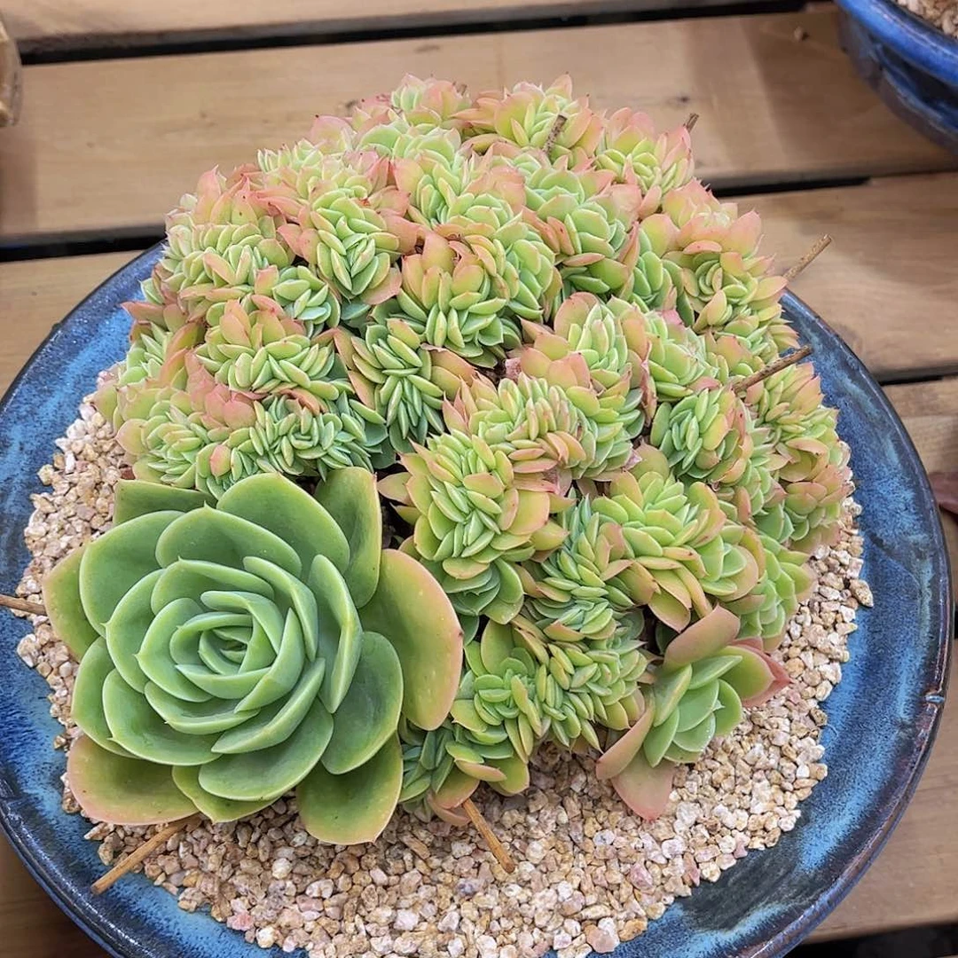 韩版星娜塔龙头缀