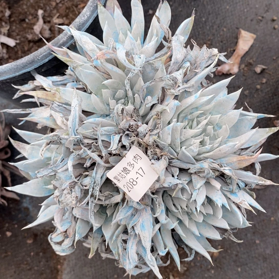 17号流丹白毫粗腿子