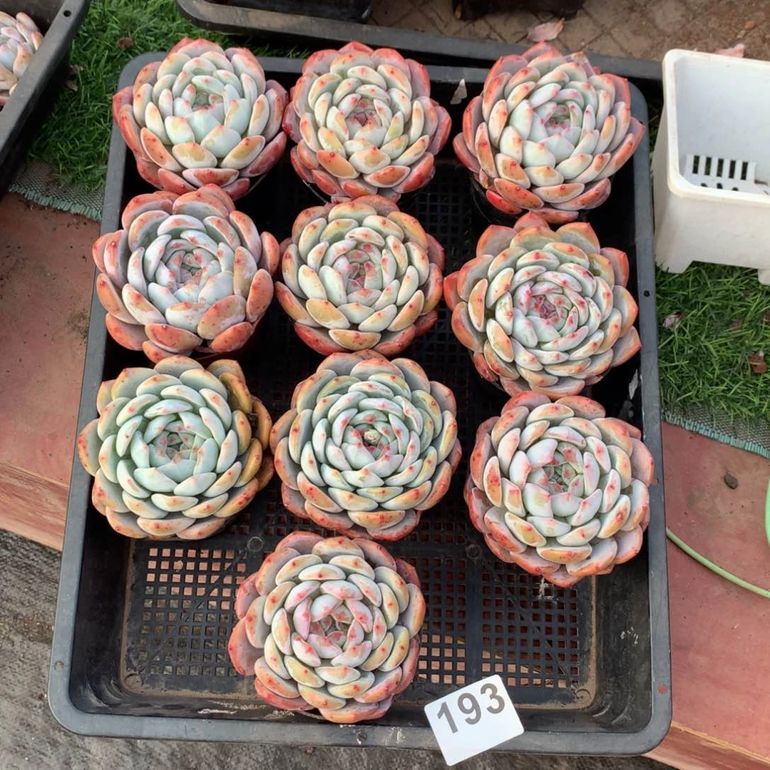 193橙子多肉植物