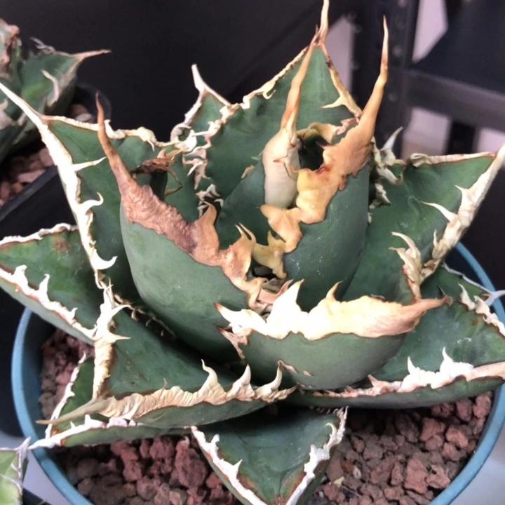 狼人仁王冠龙舌兰