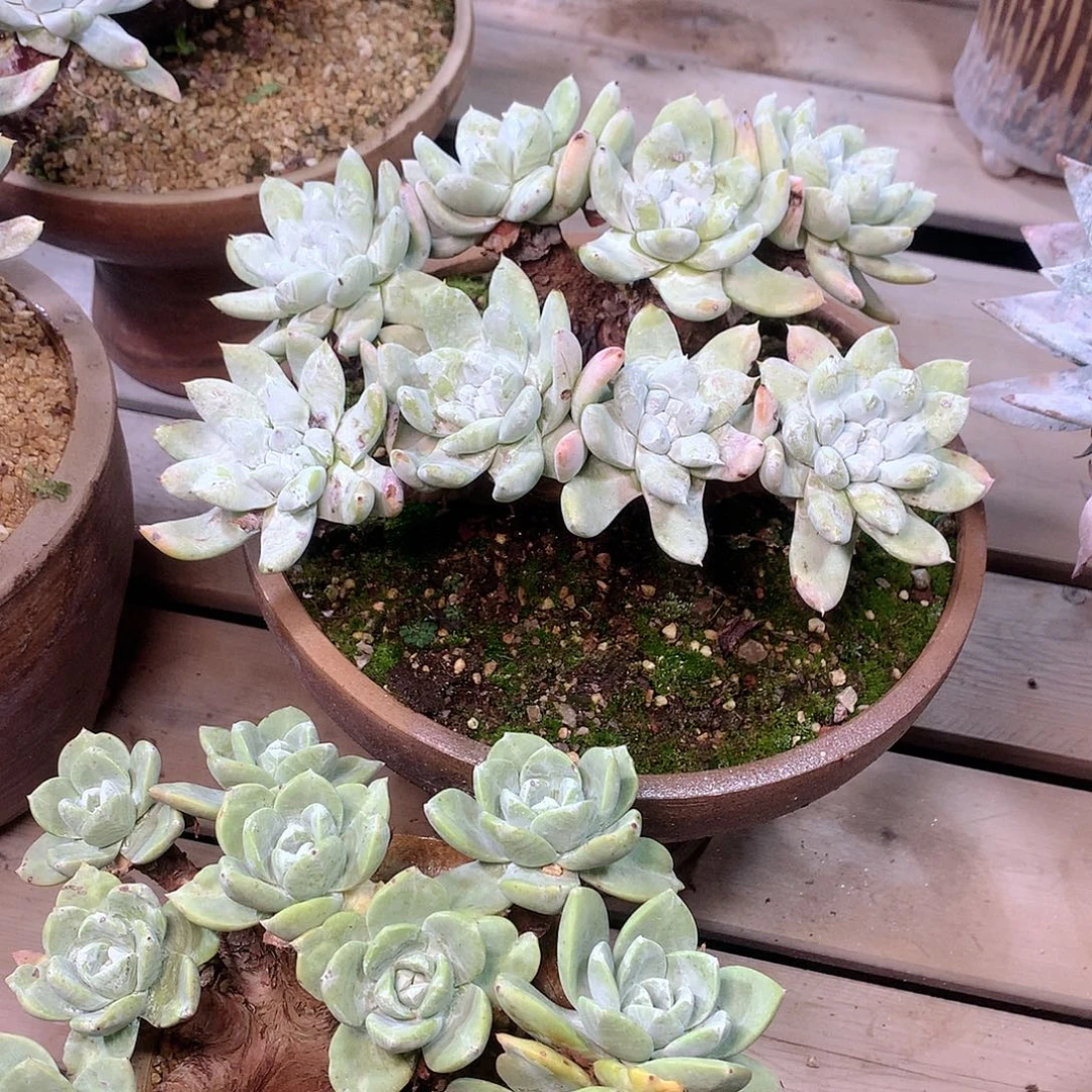 夏***娘两盆仙女杯多肉多肉