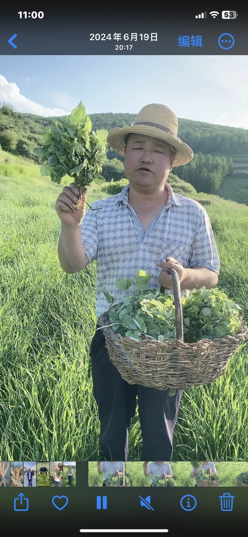 甘肃野生小圆叶三枝九叶草人工精选纯叶子泡水泡酒