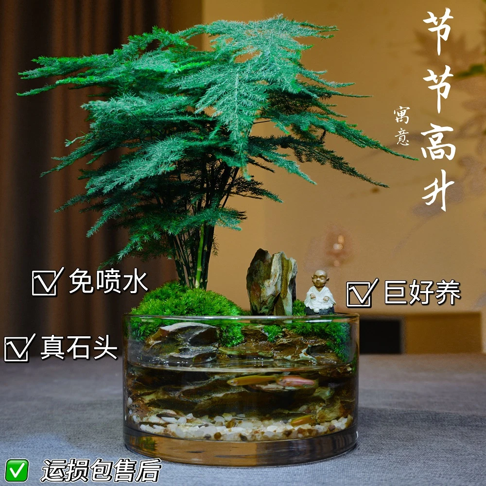 限量【竹竹高升】文竹绿植山水缸可养鱼微景观钓鱼摆件办公室盆景