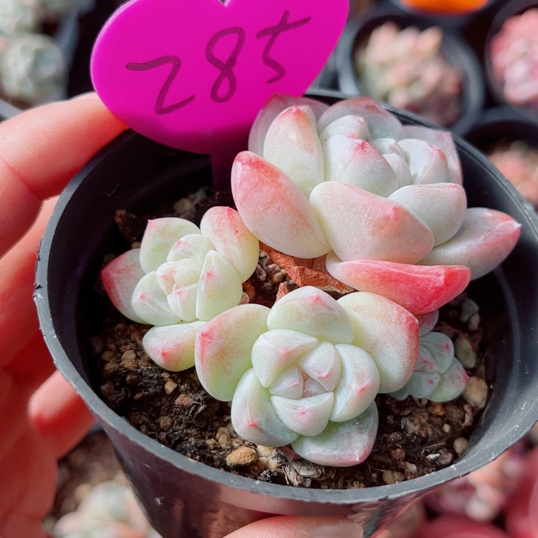 285号小老桩冰玉群