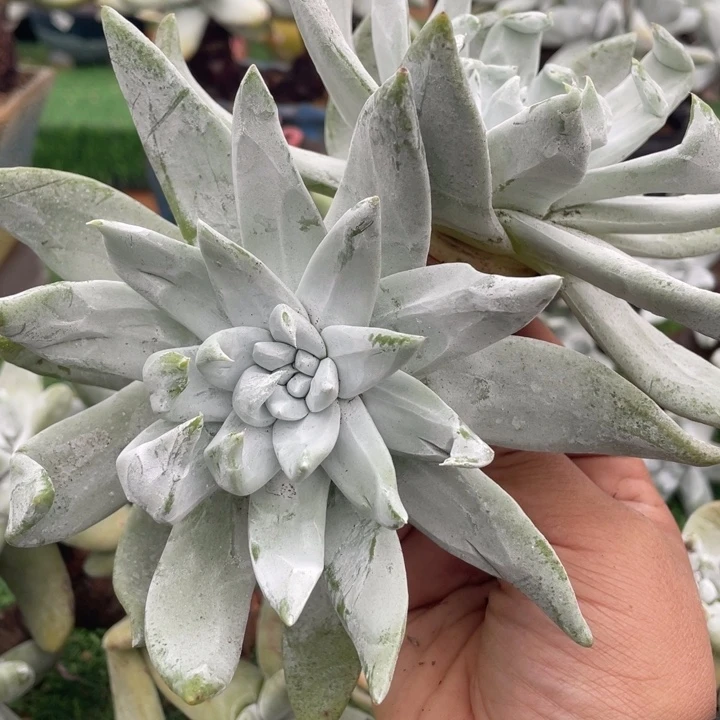 皱边帕翠莎粗桩福利