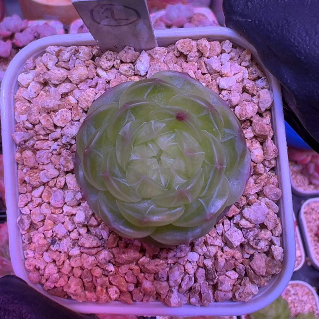 翡翠流星一物一拍4公分