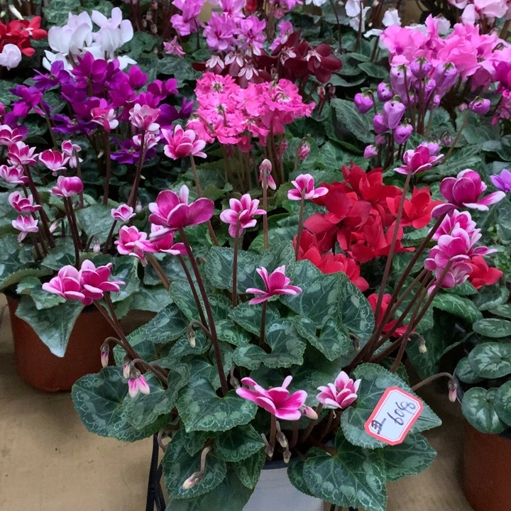 丑***橘少量花朵（建议范围：2朵-5朵 或40%以下）