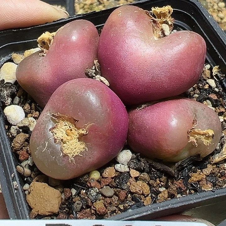 692号毛汗尼多肉植物