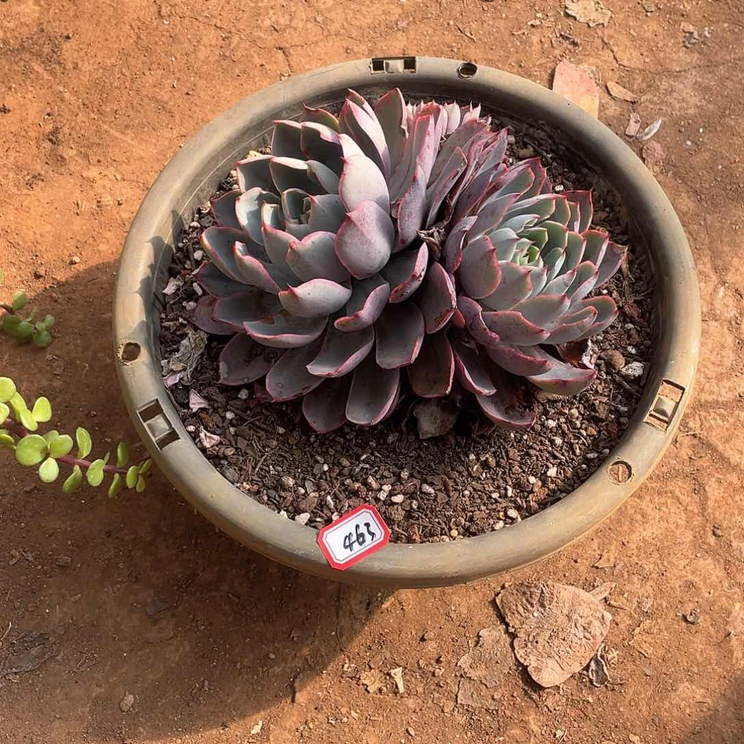 463赫拉 一物一拍多肉