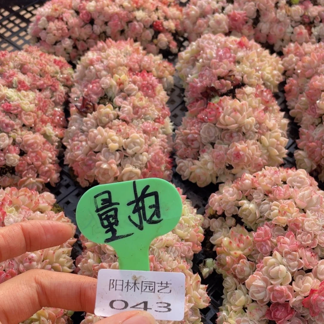 量拍多肉植物多肉植物43