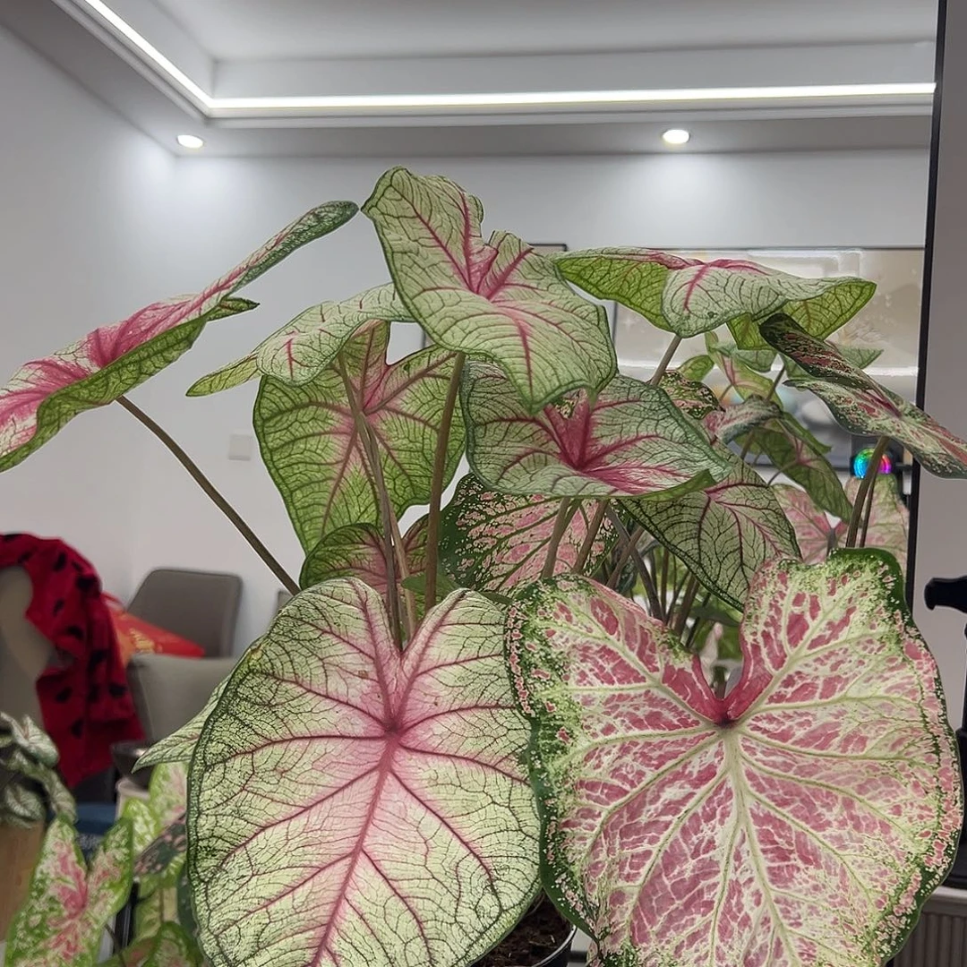 七***七不开花植物1218夏日微风