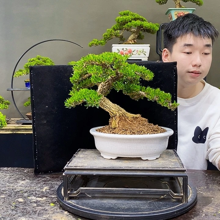 无花朵黄杨盆景四季常青