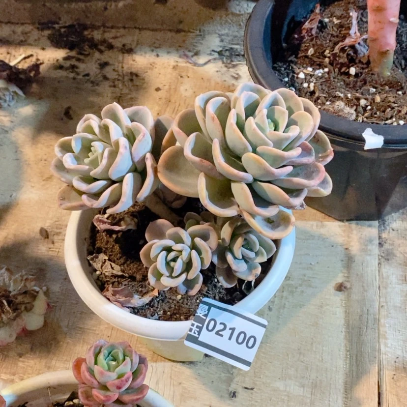 【闪购商品】钦*群美尻02100