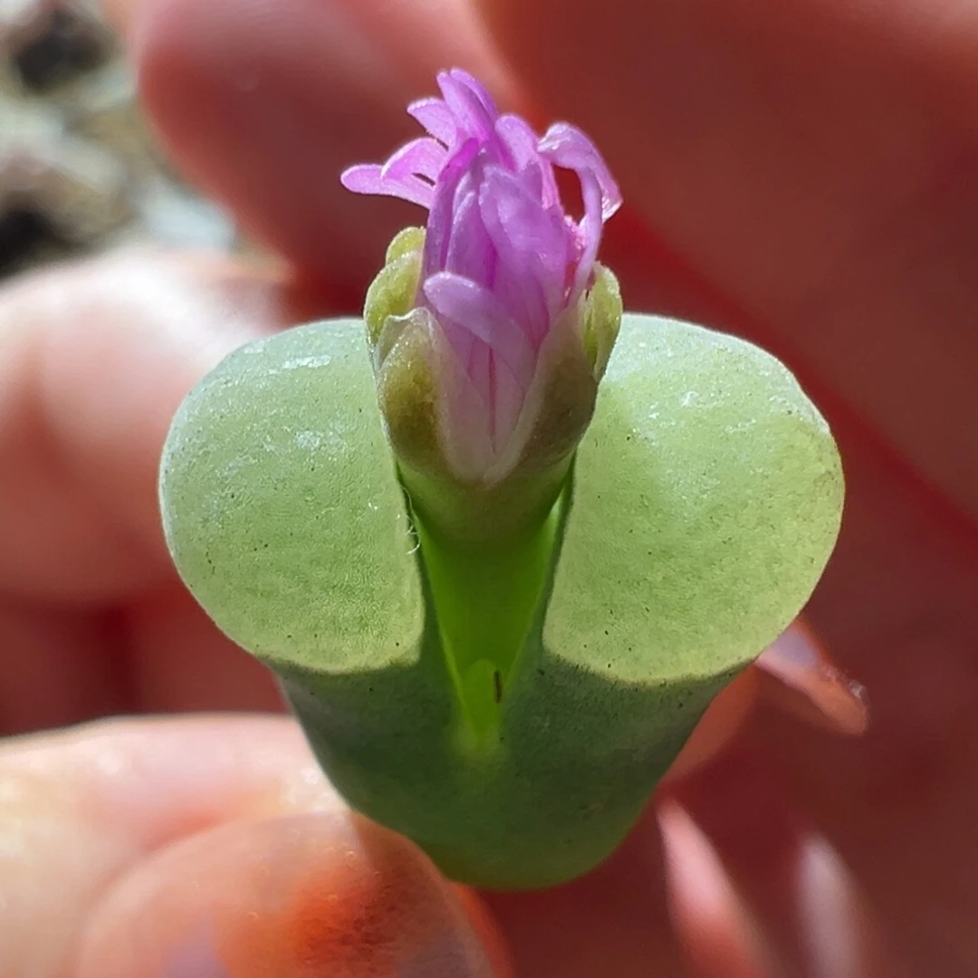 墨绿体后白窗  没种 福利01