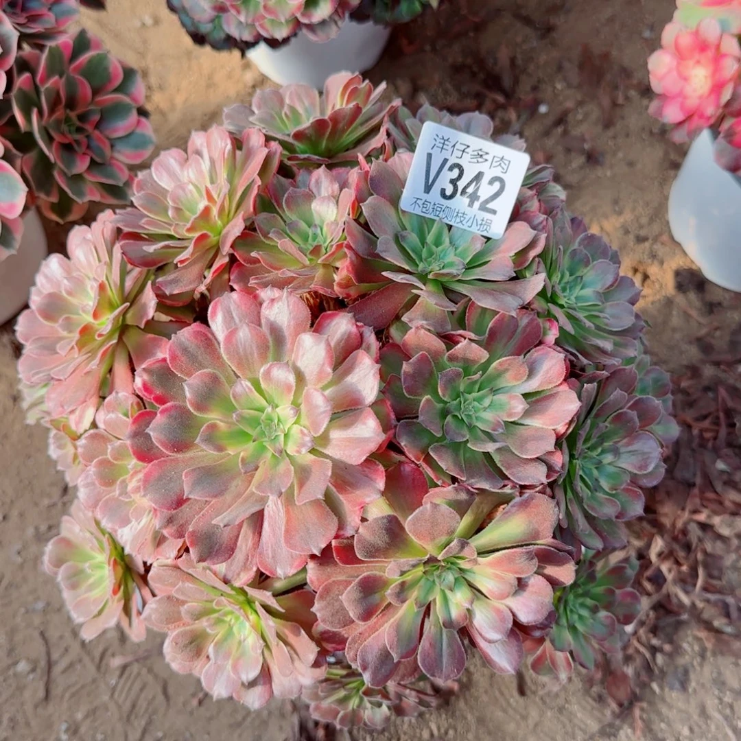 黄花梨法师342冠幅25