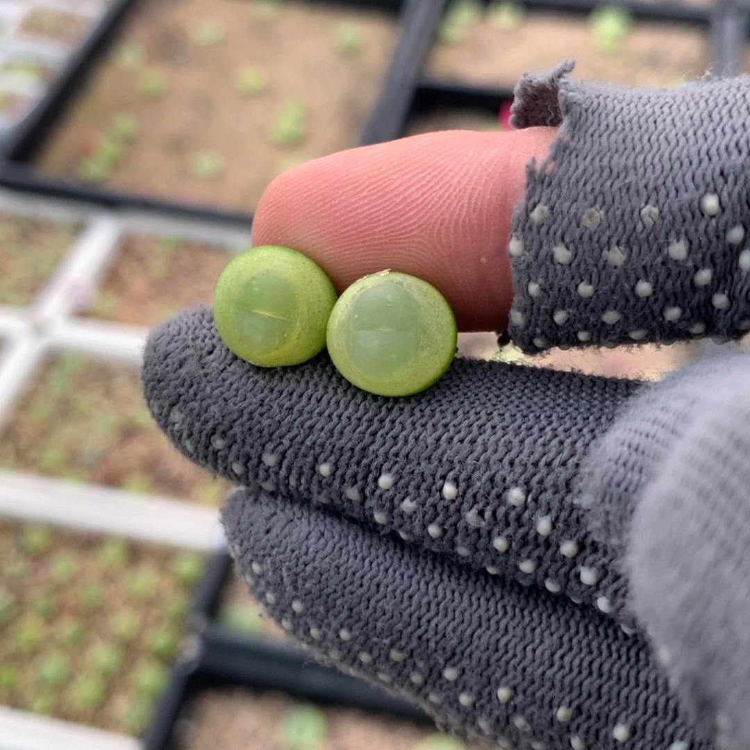 594大王拉登两颗