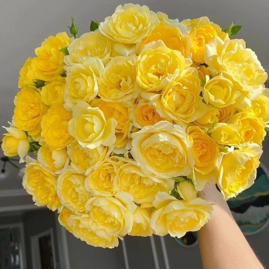 黄果汁微月重瓣花苗直立灌木盆栽阳台绿植物花卉玫瑰四季开花