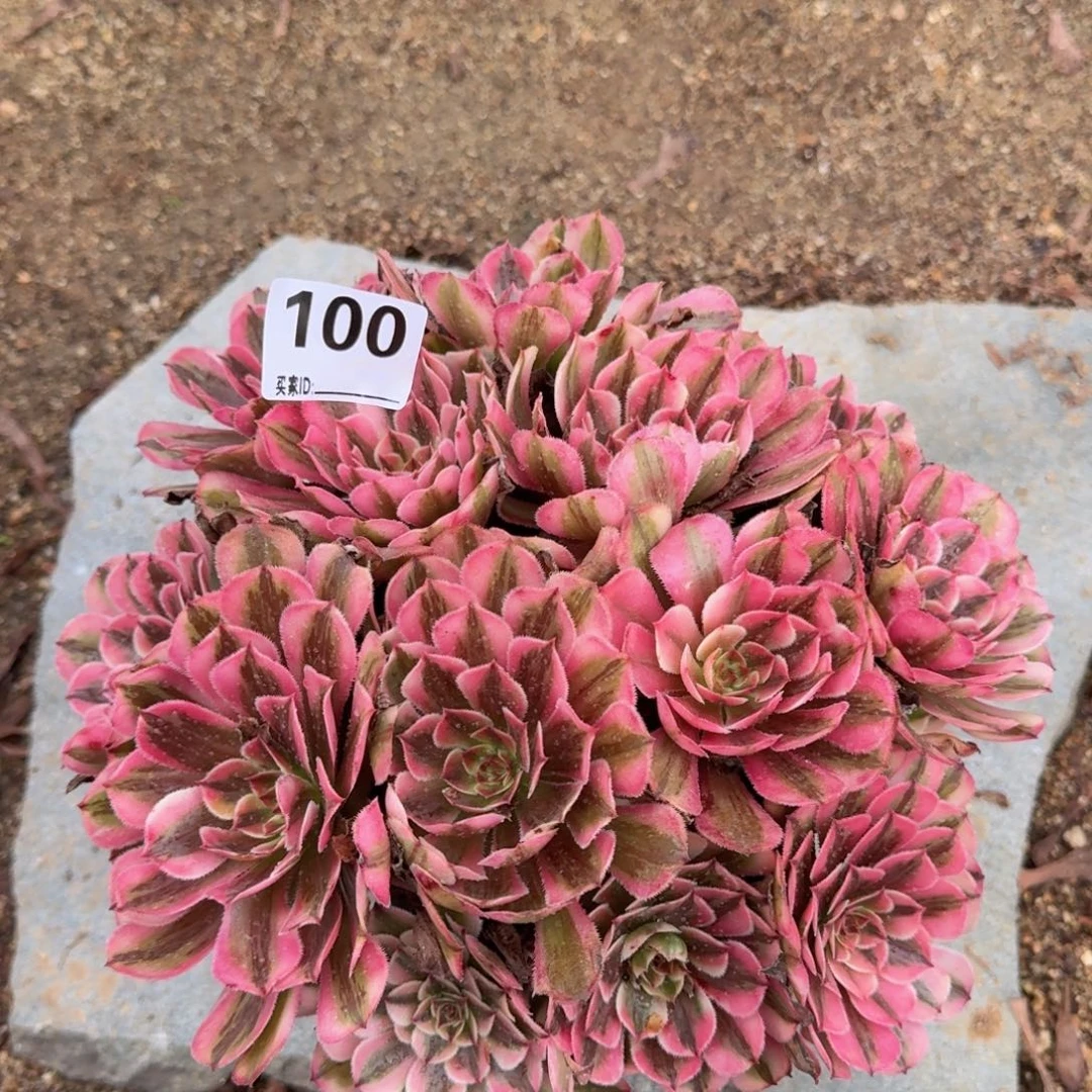 100白月光多肉植物