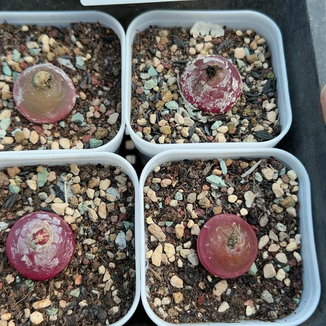 168四颗灯泡带盆土发货