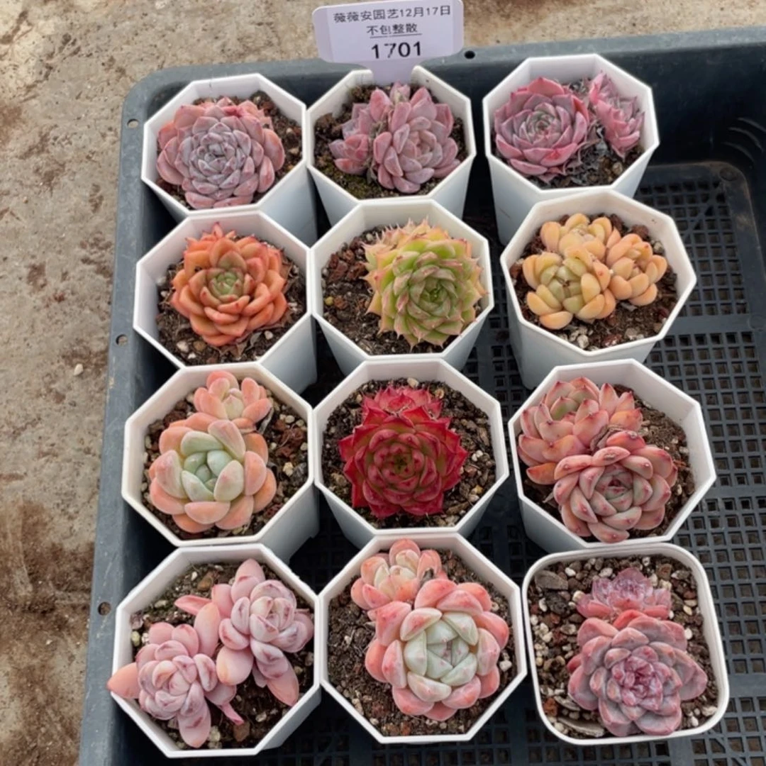 不包整散 盆子不售后1701