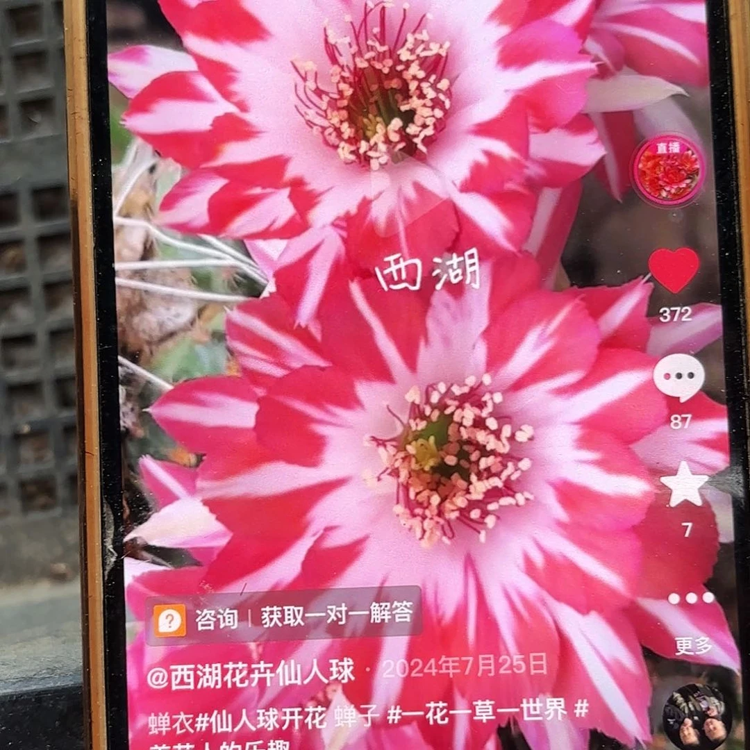 蝉衣丽花侧牙20包邮仙人球32