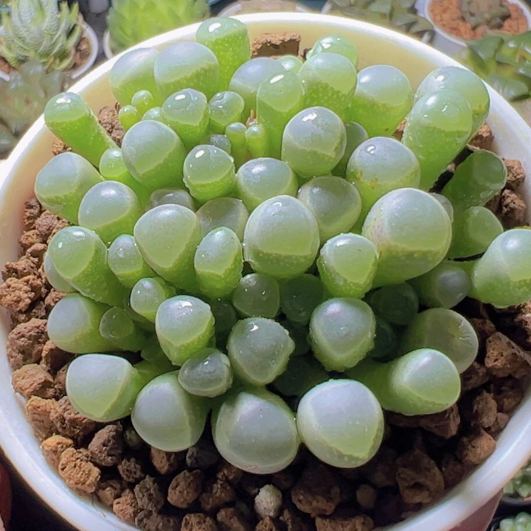 五十玲玉玉露多肉多肉