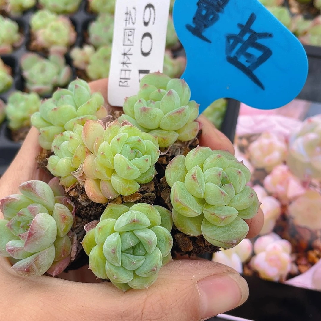 量拍多肉植物多肉植物109